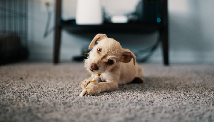 bring Joy  <br> of Living